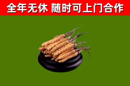 正阳回收冬虫夏草